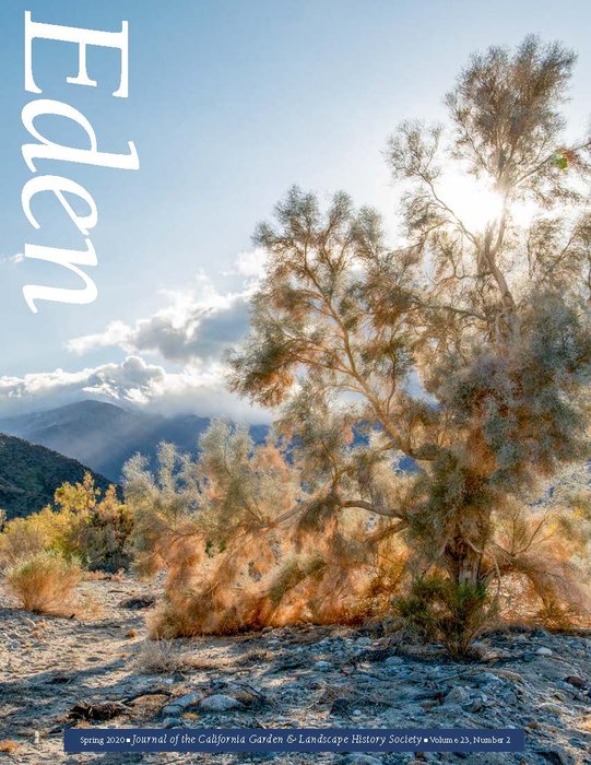 The Mysterious Smoke Trees of Palm Springs